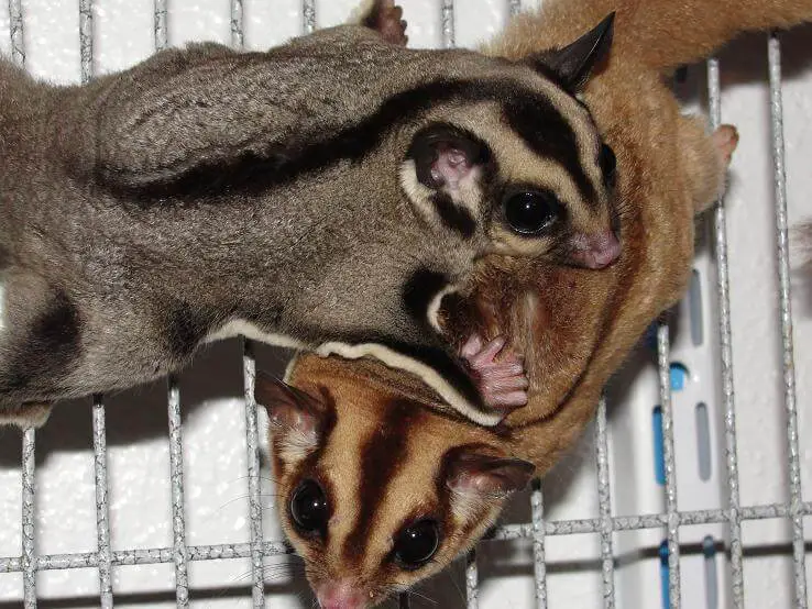 jenis sugar glider cinnamon Rejeki Nomplok