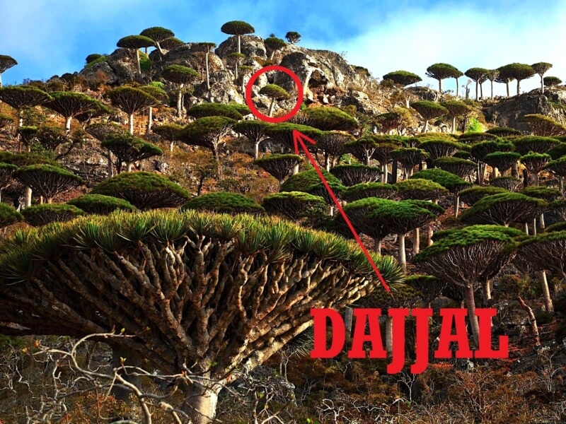 8 Keunikan Pulau Socotra Tempat Dajjal Dikurung Rejeki