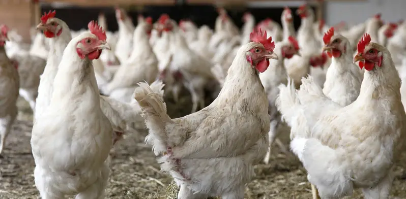 Harga Ayam Broiler  Hari Ini Update Terbaru 2022