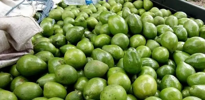 Harga Alpukat Mentega Super Per Kg 2019