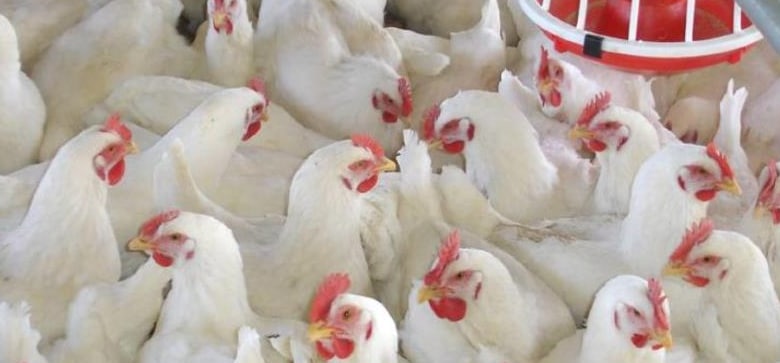 Referensi Harga Ayam Broiler Hari Ini : ***harga yang ...