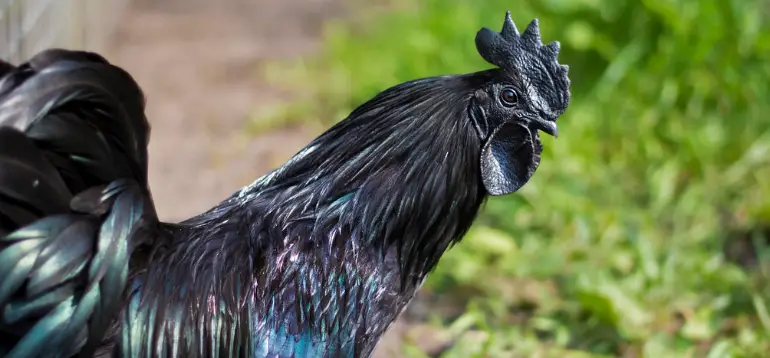 Harga Ayam Cemani Hari Ini | Update Terbaru 2020