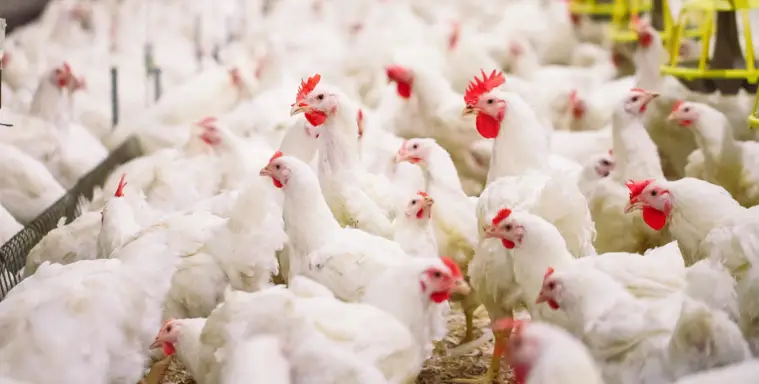 Harga Ayam Potong  Hari  Ini Update Terbaru 2019 