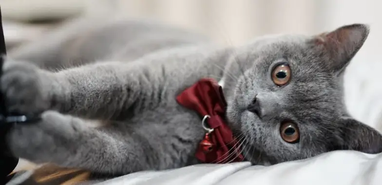 Daftar Harga Kucing British Shorthair Terbaru 2019