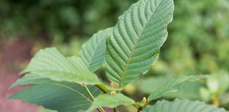  Manfaat Daun Kratom  Untuk Kesehatan dan Bahayanya